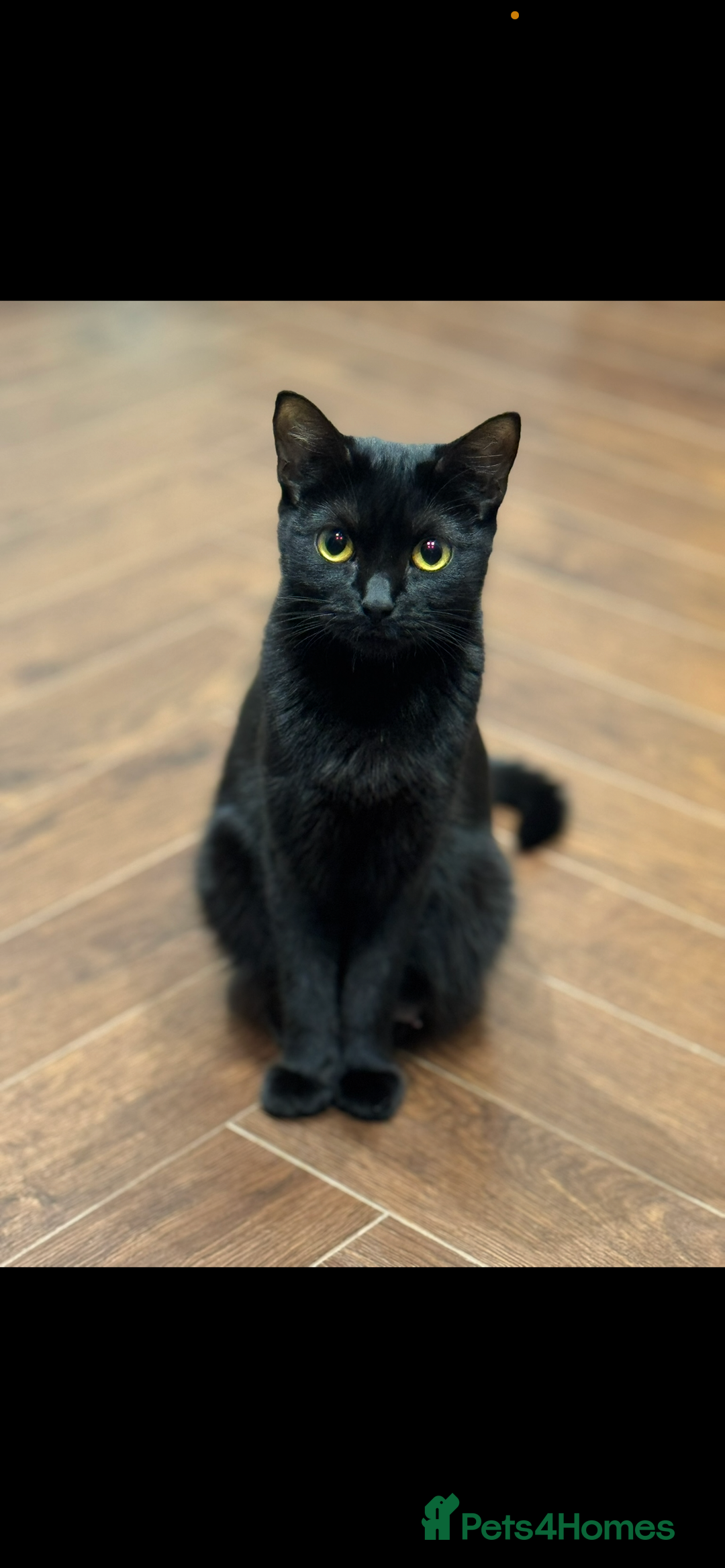 Mixed Breed cats for sale: Beautiful Kittens Available – Loving Homes Wanted - Advert 3