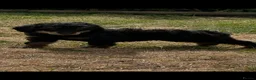 Miniature Poodle dogs for sale: Miniature poodle puppies - Advert 10