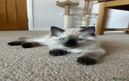 Ragdoll cats for sale: Adorable Blue Point Ragdoll Kittens - Image 13