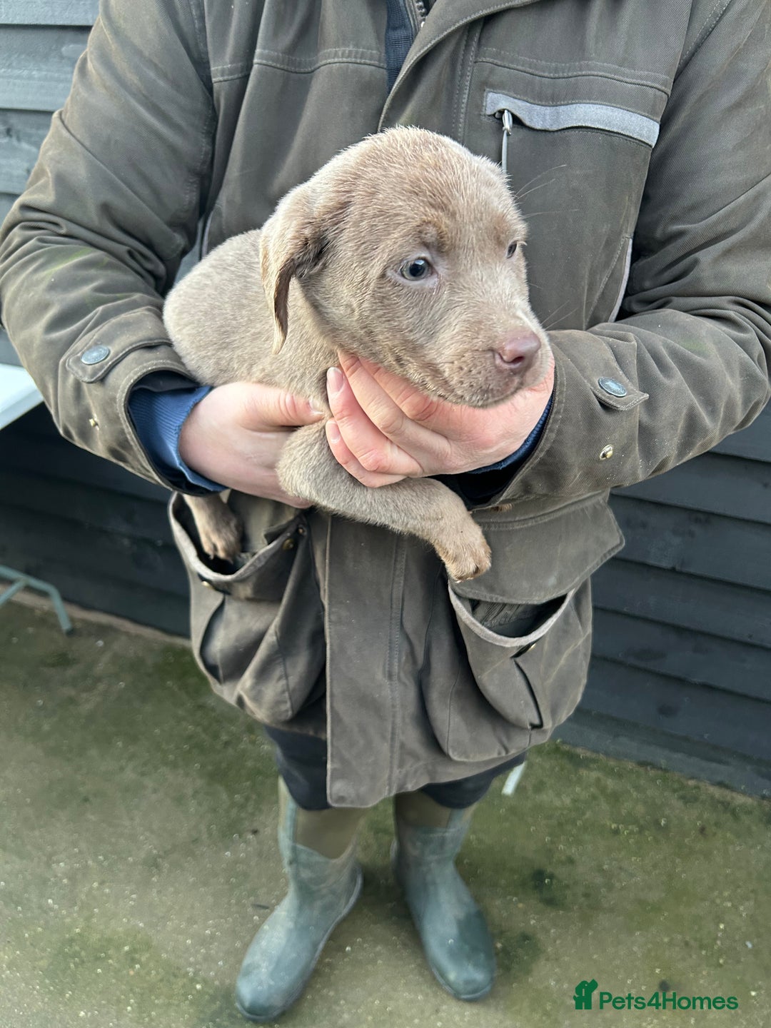 Labrador Retriever dogs for sale: Labrador puppies  - Advert 19