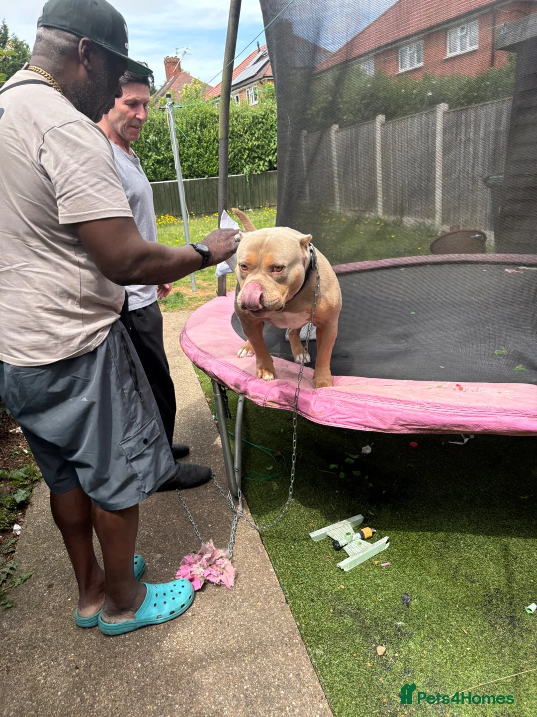 Mixed Breed dogs for sale: British bulldog x British bulldog x pocket bully - Advert 2