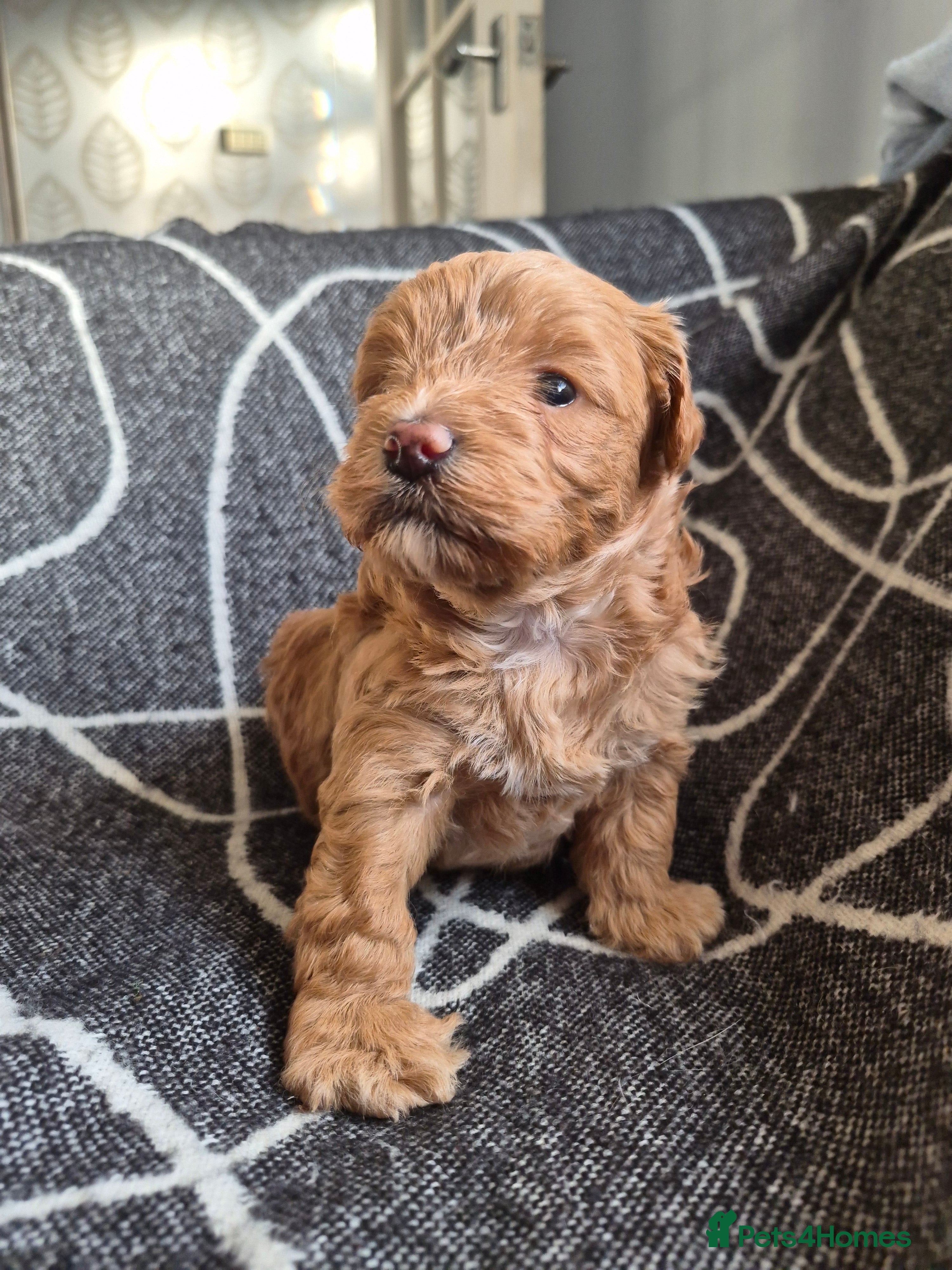 Maltipoo dogs Beautiful puppies  - Advert 18