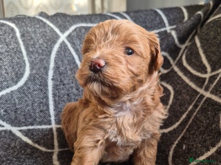 Maltipoo dogs Beautiful puppies - Advert 4