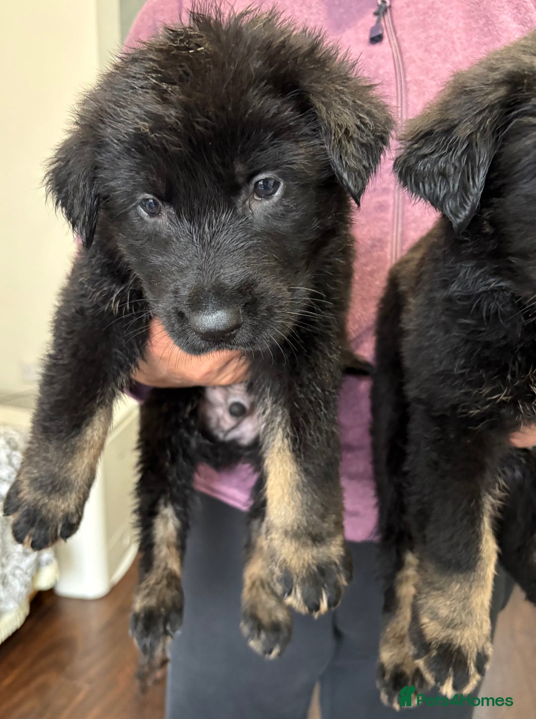 German Shepherd dogs for sale: Stunning German Shepard Pups  - Advert 10