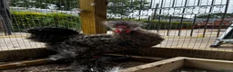 Chickens poultry for sale: Bearded silkie cockerel/ cocoo  - Advert 6