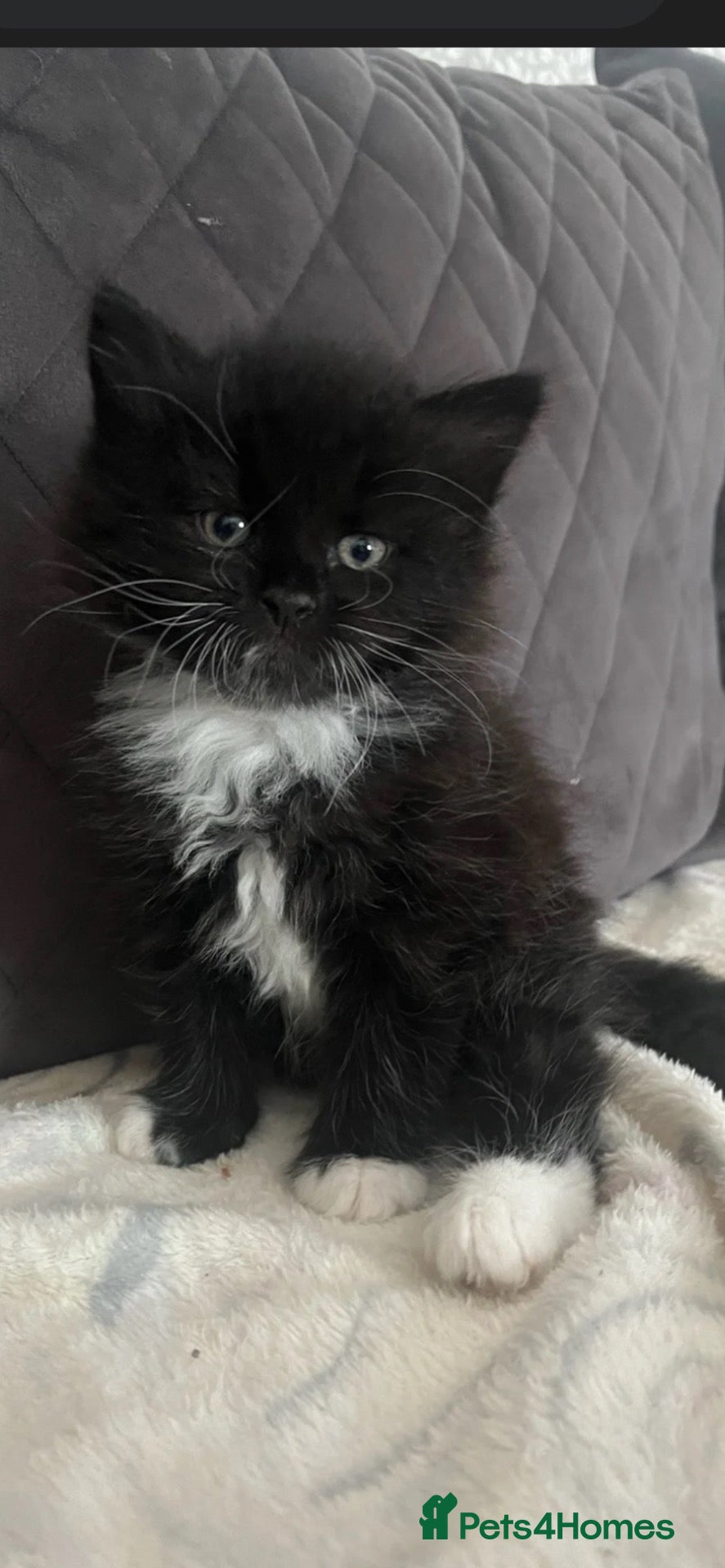 British Longhair cats Domestic longhair kittens  - Advert 15