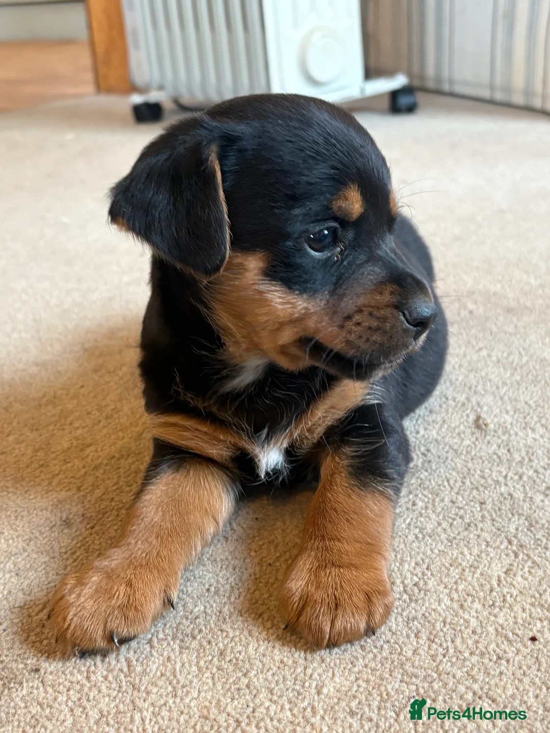 Jack Russell dogs for sale: Gorgeous Jack Russell puppies  - Advert 7