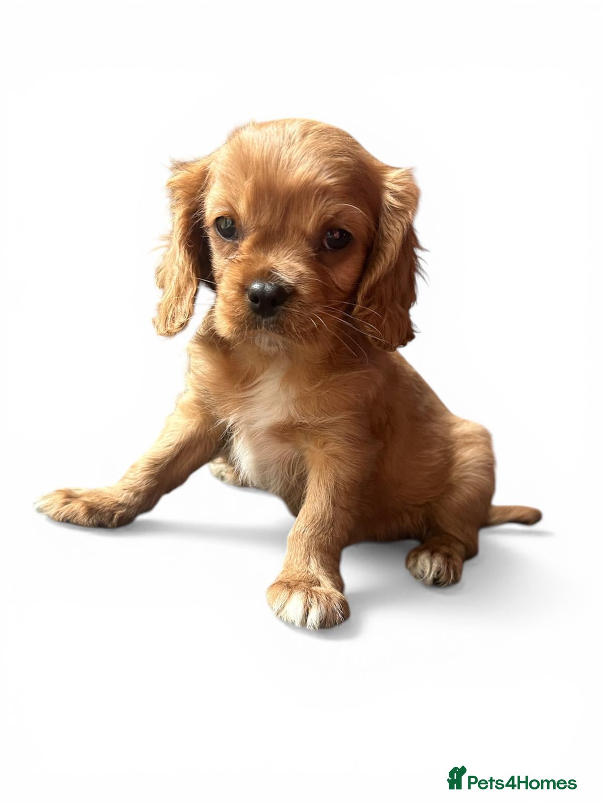 Cavalier King Charles Spaniel dogs Cavalier king Charles pup BOY (RUBY) - Advert 4
