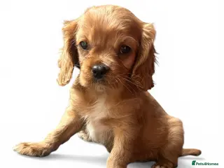 Cavalier King Charles Spaniel dogs Cavalier king Charles pup BOY (RUBY) - Advert 4