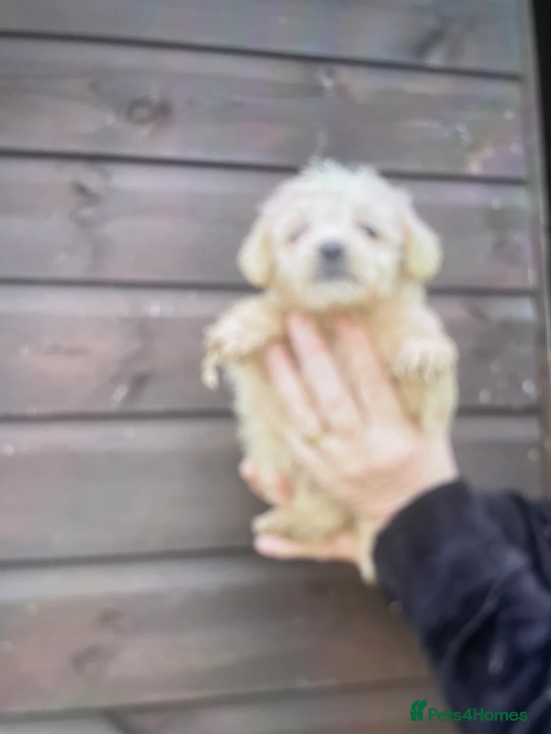 Mixed Breed dogs for sale: Norfolk terrier Cross by French bull bulldog cross - Advert 7