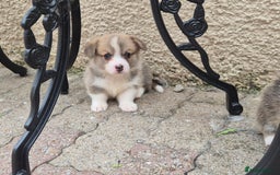 Welsh Corgi Pembroke dogs for sale: Kc reg Serbian lined babies - Image 13