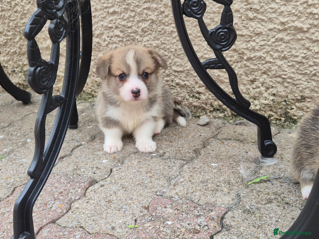 Welsh Corgi Pembroke dogs for sale: Kc reg Serbian lined babies - Image 13