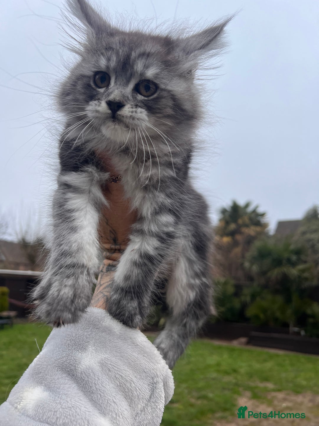 Maine Coon cats for sale: ❤️Maine Coon Girl❤️ - Advert 2