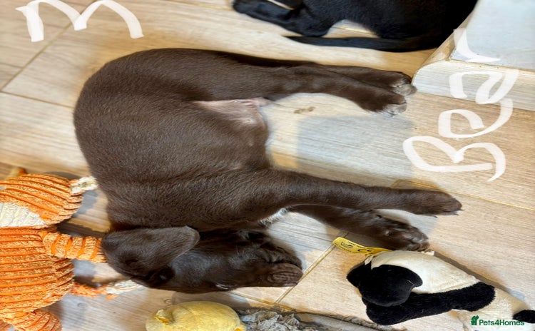 Springador dogs - Advert 1