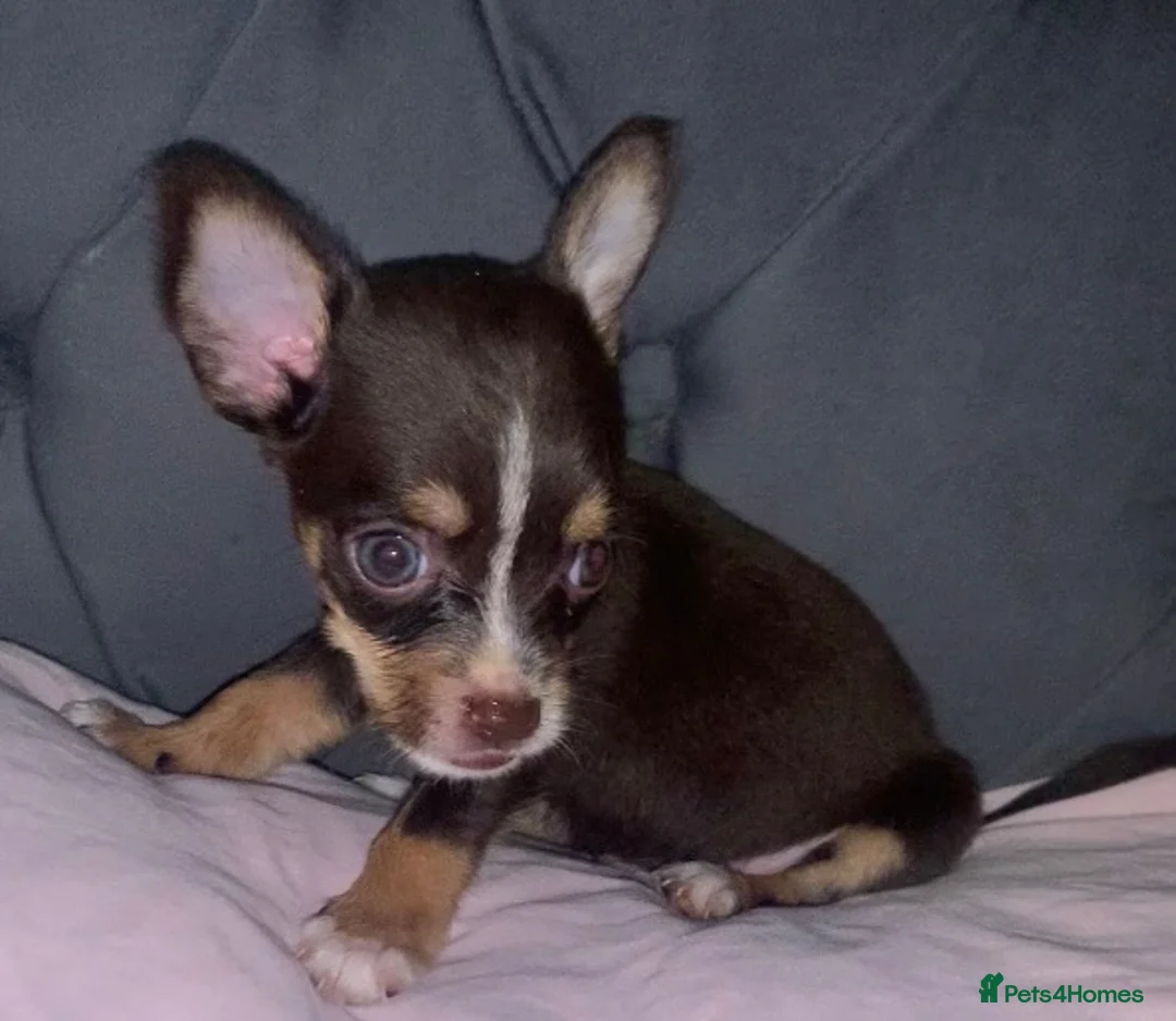 Chihuahua dogs for sale: tea cup chihuahuas - Advert 2