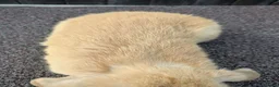 Mini Lop rabbits for sale: Mini lops  - Advert 3