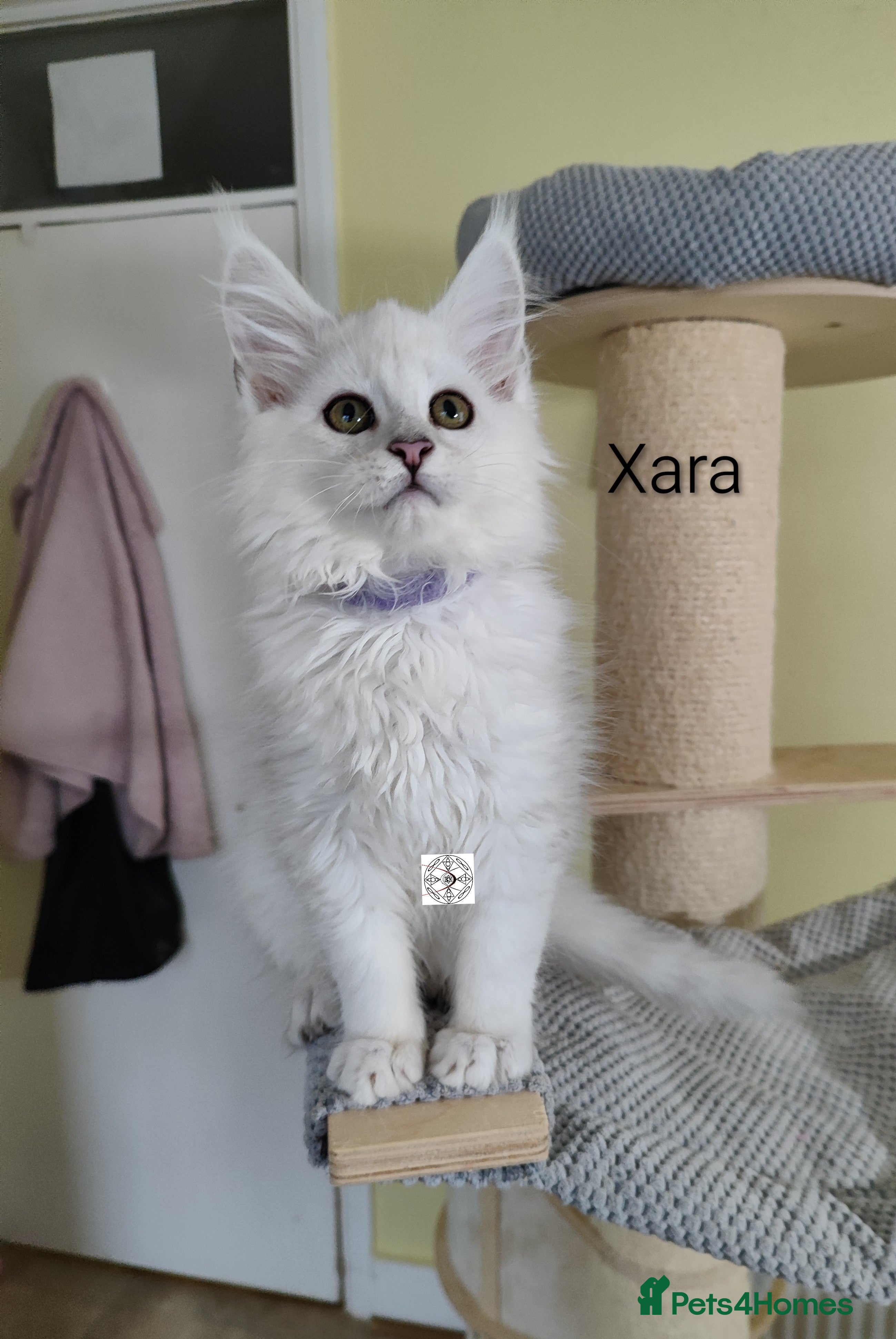 Maine Coon cats One boy and one girl left ‼️ - Advert 1