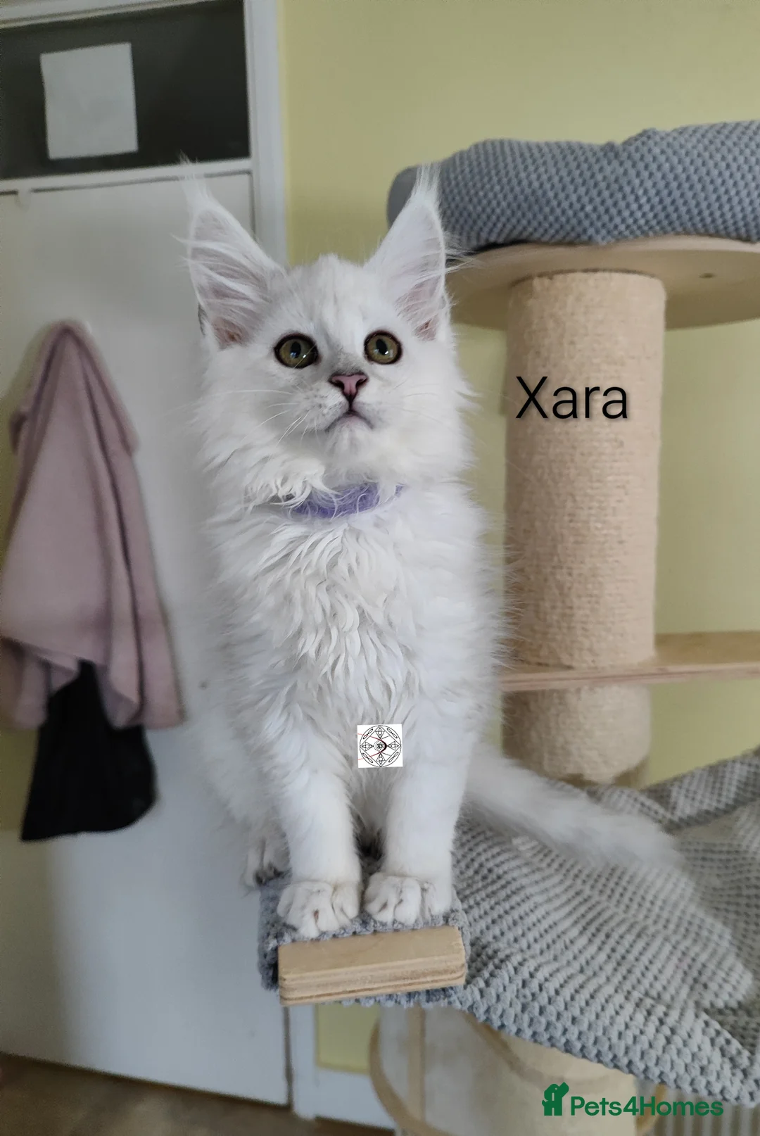 Maine Coon cats for sale: One boy & one girl left ‼️ ONLY PET ‼️ - Advert 14