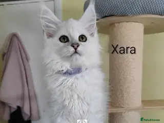 Maine Coon cats One boy and one girl left ‼️ - Advert 1