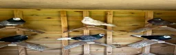Pigeons birds for sale: Quality pigeons for sale  - Advert 4