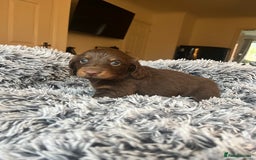 Dachshund dogs for sale: READY NOW LONGHAIRED MINIATURE DACHSHUNDS - Image 2