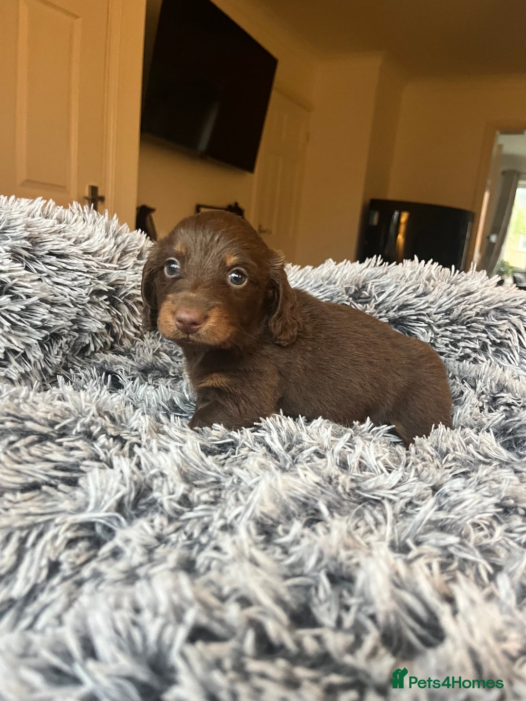 Dachshund dogs for sale: READY NOW LONGHAIRED MINIATURE DACHSHUNDS - Image 2