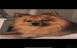 Mixed Breed dogs for sale: Our gorgeous German spitz Henry  - Image 6