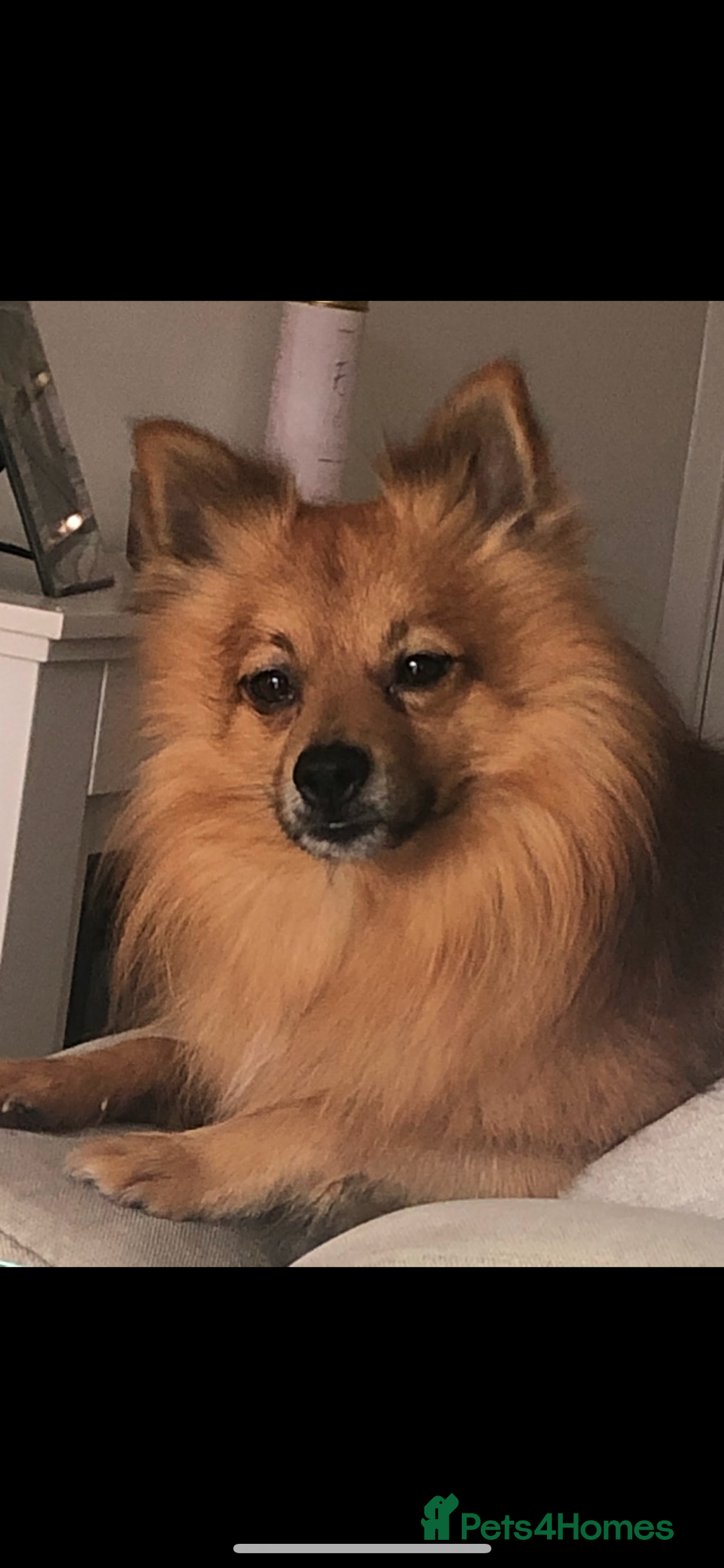 Mixed Breed dogs for sale: Our gorgeous German spitz Henry  - Image 6
