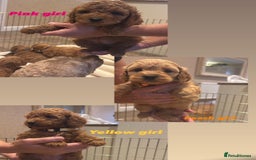 Cockapoo dogs for sale: F1B cockapoo puppies  - Image 4
