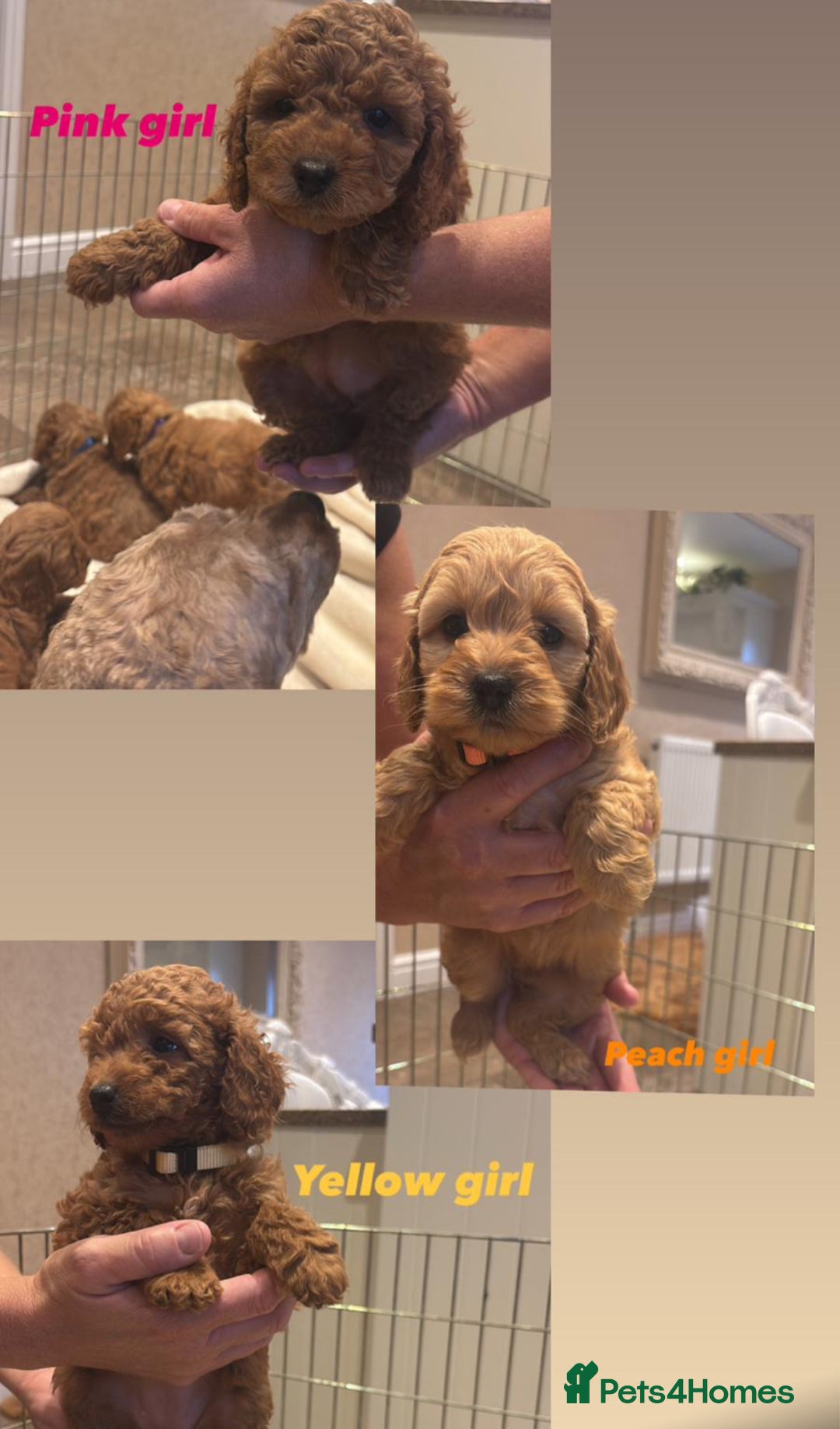 Cockapoo dogs for sale: F1B cockapoo puppies  - Image 4