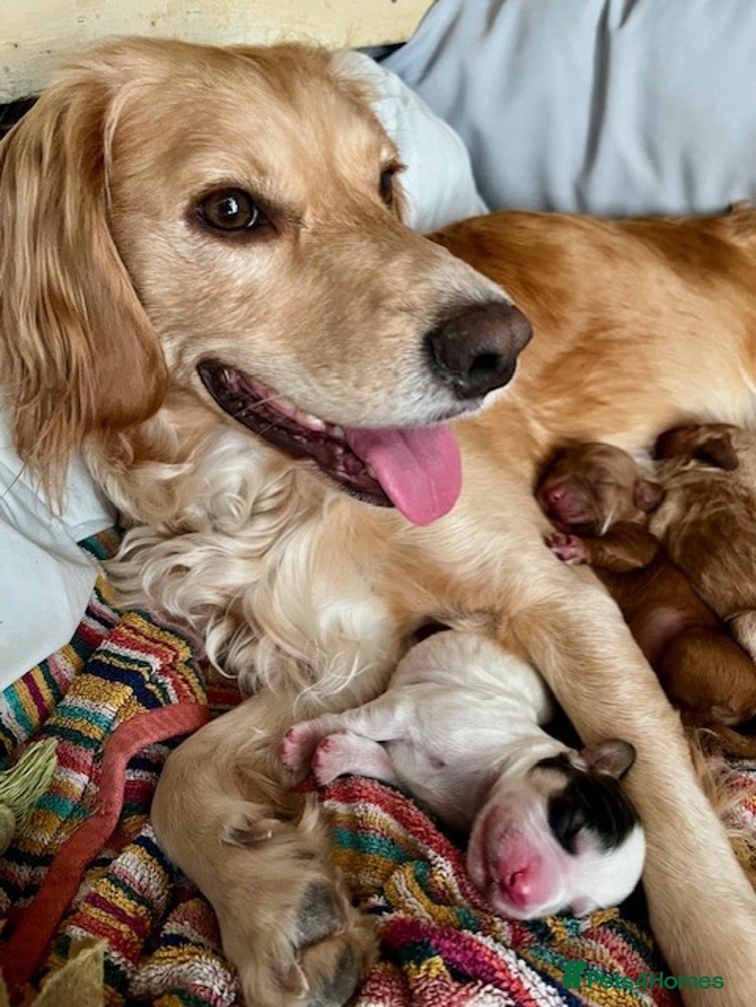 Cockapoo dogs for sale: Adorable Cocker/Cockapoo Puppies - Only 1 left! - Advert 10