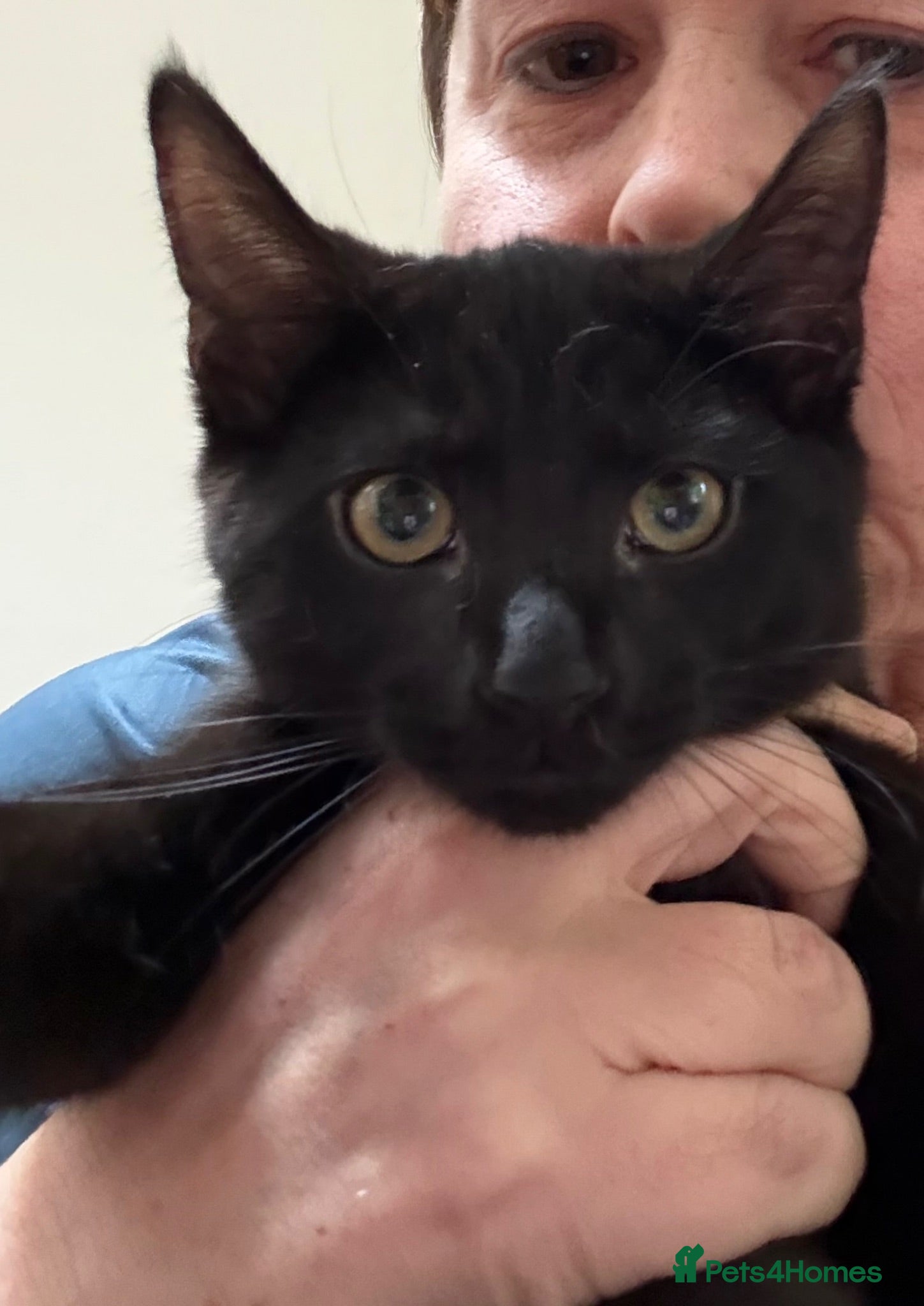 Maine Coon cats Wednesday is still looking for her forever home  - Advert 16