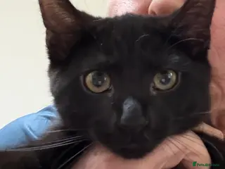 Maine Coon cats Wednesday is still looking for her forever home - Advert 16