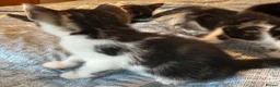 Mixed Breed cats for sale: Beautiful tabby tabby/white kittens in Lydney - Advert 2