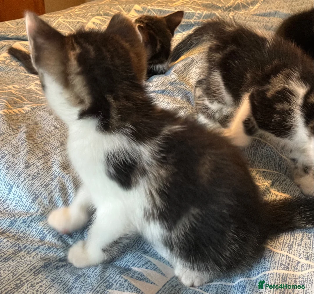 Mixed Breed cats for sale: Beautiful tabby tabby/white kittens in Lydney - Advert 2