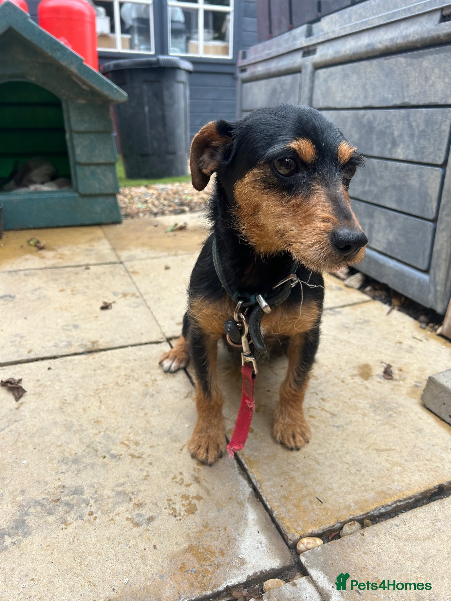 Mixed Breed dogs for sale: Jack Russell/Lakeland terrier puppies - Advert 8