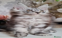 Maine Coon cats for sale: Gccf Maine Coon kittens  - Image 1