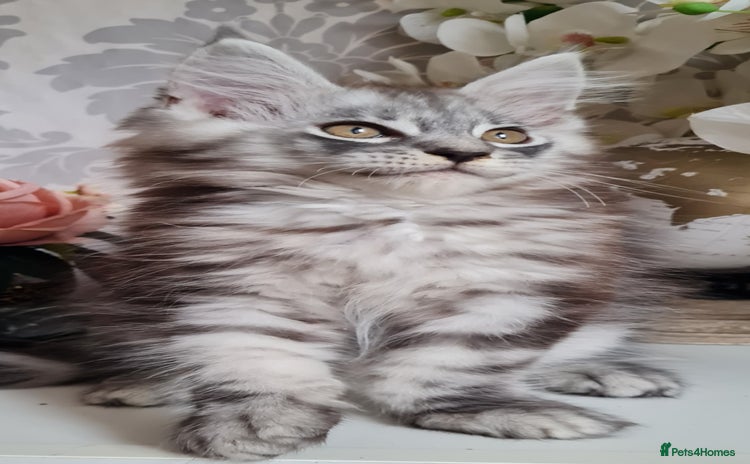 Maine Coon cats - Advert 3