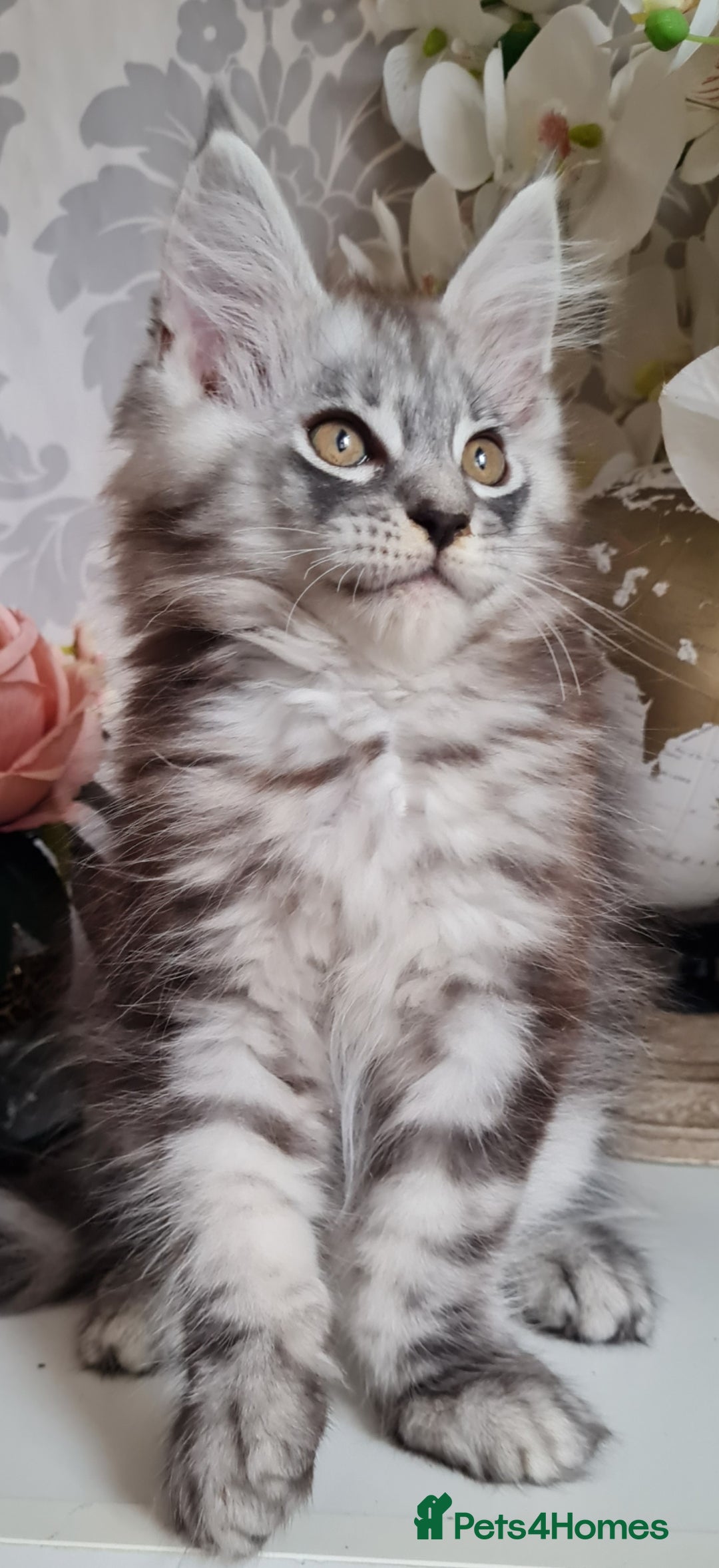 Maine Coon cats for sale: Gccf Maine Coon kittens  - Image 1