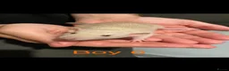Rat rodents for sale: Dumbo Siamese Baby Rats Looking for Loving Homes  - Advert 7