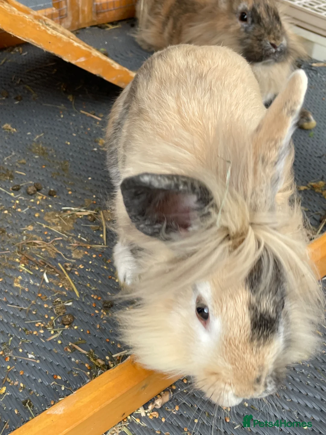 Lionhead rabbits for sale: Free - 2 boy rabbits, hutch and travel carrier in Solihull - Advert 2