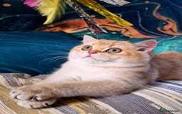 British Shorthair cats for sale: NY12 GOLDEN BSH BOY READY TO GO! - Image 6