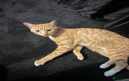 Mixed Breed cats for sale: Male ginger cat  - Image 28
