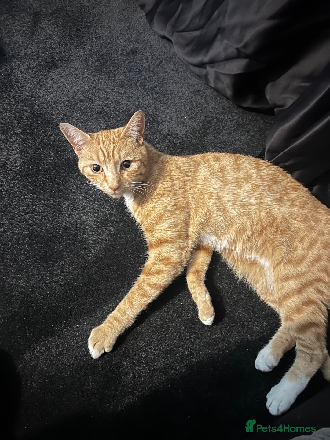 Mixed Breed cats for sale: Male ginger cat  - Image 28