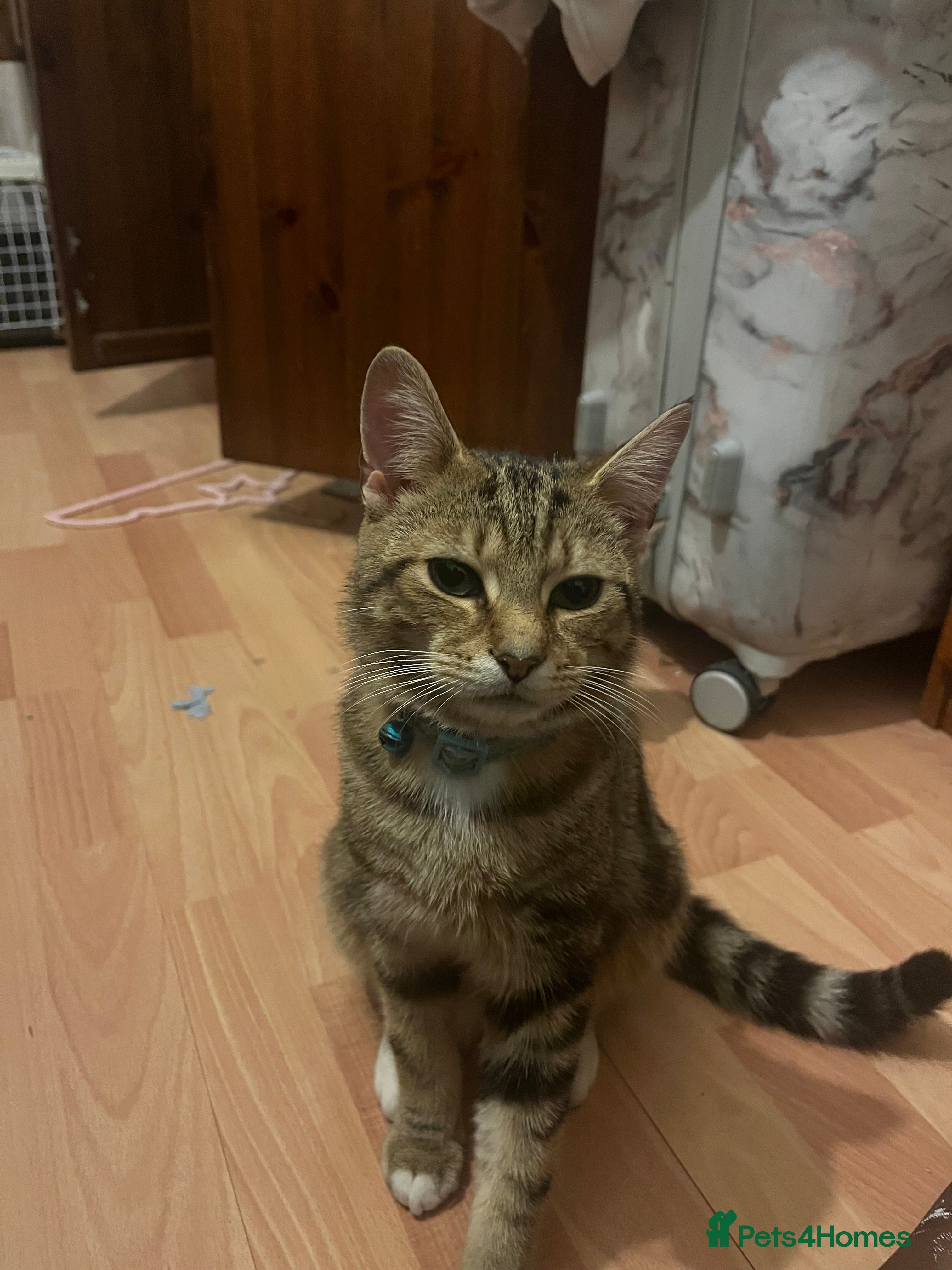 American Shorthair cats Ace   - Advert 1