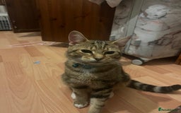 American Shorthair cats for sale: Ace   - Image 1