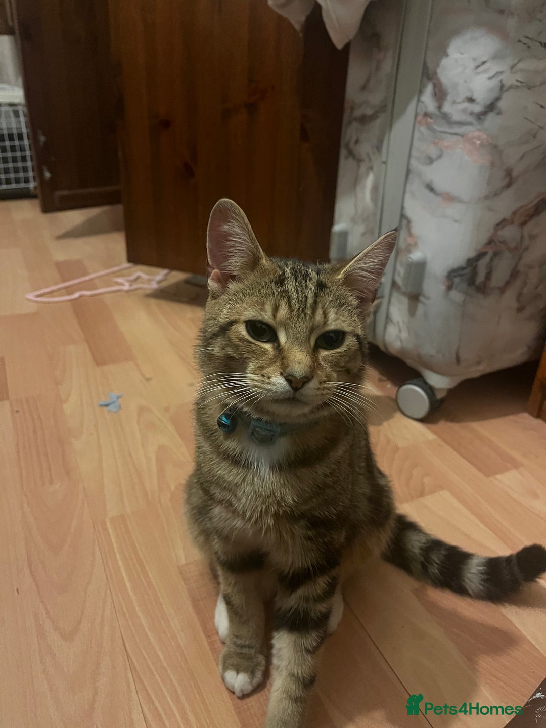 American Shorthair cats for sale: Ace   - Image 1