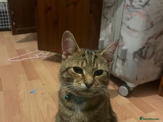 American Shorthair cats Ace - Advert 1