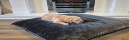 Golden Retriever dogs for sale: Festive Golden Retriever Puppies! - Advert 6