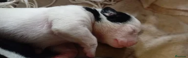 Mixed Breed Puppy 1